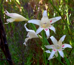 Gladiolus angustus