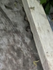 Lycodon anamallensis