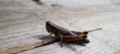 Orthoptera