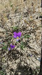 Viola tricolor curtisii