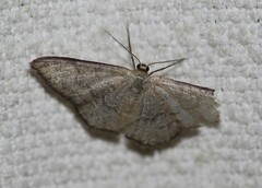 Idaea coercita