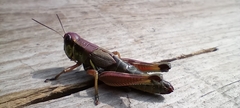 Orthoptera