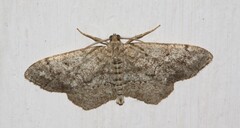 Hypagyrtis piniata