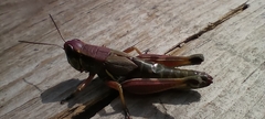 Orthoptera
