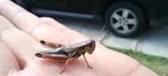 Orthoptera