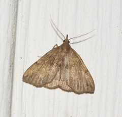 Phalaenostola eumelusalis