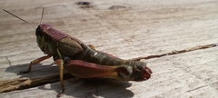 Orthoptera