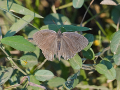 Hermeuptychia hermes