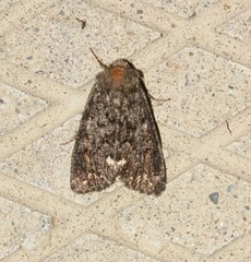 Melanchra pulverulenta