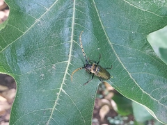 Retrachydes thoracicus