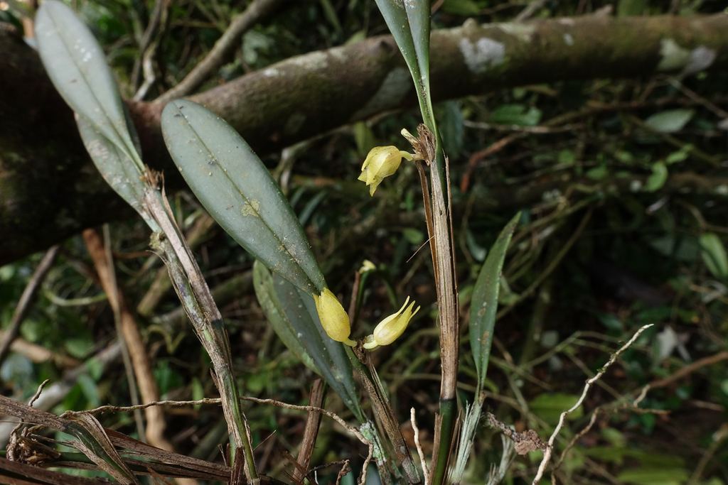 Octomeria tridentata