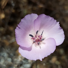 Calochortus splendens