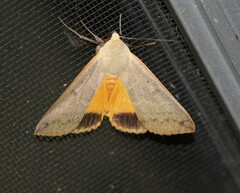 Ophiusa disjungens