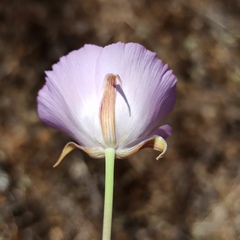 Calochortus splendens