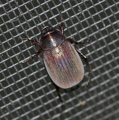 Melolonthinae