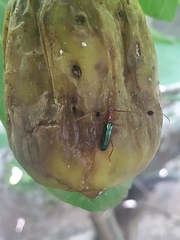 Compsocerus violaceus