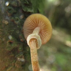 Conocybe filaris