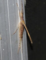 Zaprochilus australis