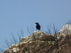 Corvus corax corax