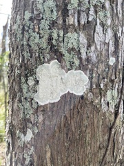 Cryptothecia striata