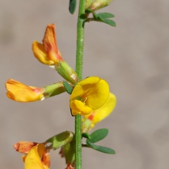 Acmispon watsonii