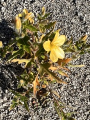 Mentzelia adhaerens