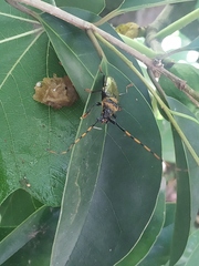 Retrachydes thoracicus