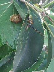 Retrachydes thoracicus