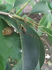 Retrachydes thoracicus