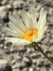 Encelia ravenii
