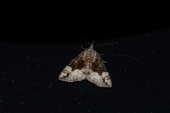 Hypena palparia