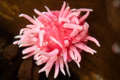 Okenia rosacea
