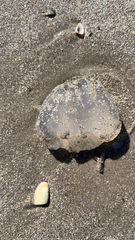 Dactyliophorae