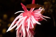 Okenia rosacea