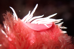Okenia rosacea