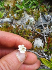 Leucogenes grandiceps