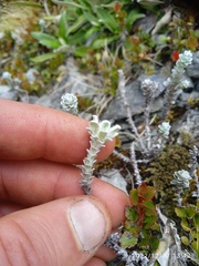 Leucogenes grandiceps
