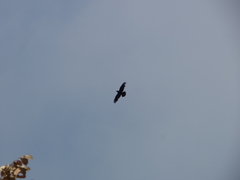 Corvus corax corax