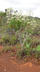 Myodocarpus