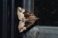 Hypena palparia