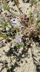 Erodium cicutarium dunense