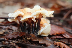Gymnopus brassicolens