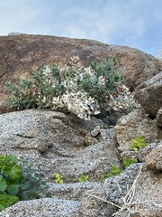 Ambrosia ilicifolia