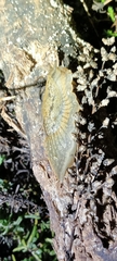Drusia valenciennii