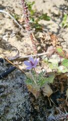 Erodium cicutarium dunense