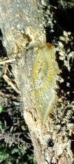 Drusia valenciennii