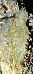 Drusia valenciennii