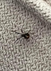 Araneae