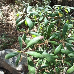 Comarostaphylis diversifolia