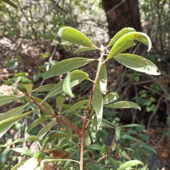 Comarostaphylis diversifolia